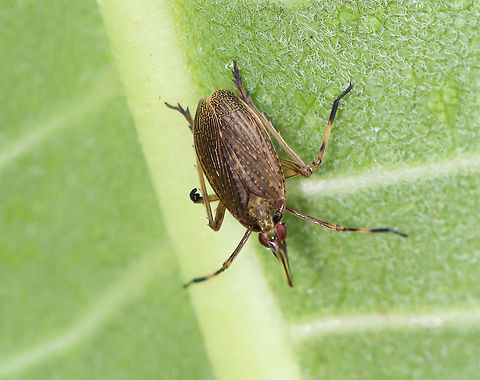 Partridge Bug - Scolops sulcipes TL: ~ 5 mm. Host: Convolvulus sp.

Habitat: Rural garden
https://www.jungledragon.com/image/97752/partridge_bug_-_scolops_sulcipes.html
https://www.jungledragon.com/image/97754/partridge_bug_-_scolops_sulcipes.html
 Geotagged,Partridge Bug,Scolops sulcipes,Summer,United States