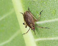 Partridge Bug - Scolops sulcipes TL: ~ 5 mm. Host: Convolvulus sp.<br />
<br />
Habitat: Rural garden<br />
https://www.jungledragon.com/image/97752/partridge_bug_-_scolops_sulcipes.html<br />
https://www.jungledragon.com/image/97754/partridge_bug_-_scolops_sulcipes.html<br />
 Geotagged,Partridge Bug,Scolops sulcipes,Summer,United States