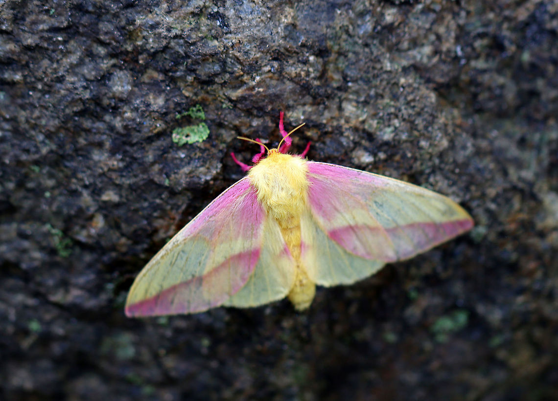 Rosy Maple Moth - Dryocampa rubicunda WS: ~40 mm. Stunning pink and cream-colored moth. Hosts: Maple (Acer), sycamore (Platanus), beech (Fagus) or oaks, (Quercus).<br />
<br />
Habitat: I spotted at least 5 of these moths on an old building in a mixed forest. This one flew to a rock when I approached. Dryocampa,Dryocampa rubicunda,Geotagged,Rosy maple moth,Summer,United States,moth