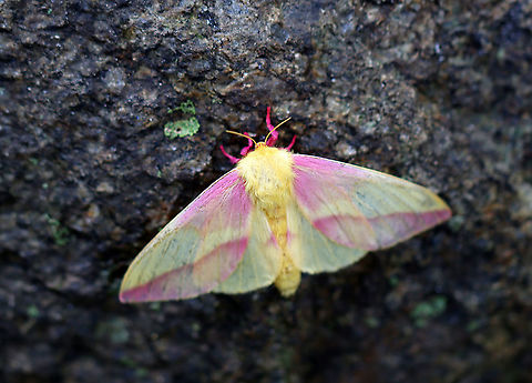 Rosy Maple Moth - Dryocampa rubicunda WS: ~40 mm. Stunning pink and cream-colored moth. Hosts: Maple (Acer), sycamore (Platanus), beech (Fagus) or oaks, (Quercus).

Habitat: I spotted at least 5 of these moths on an old building in a mixed forest. This one flew to a rock when I approached. Dryocampa,Dryocampa rubicunda,Geotagged,Rosy maple moth,Summer,United States,moth