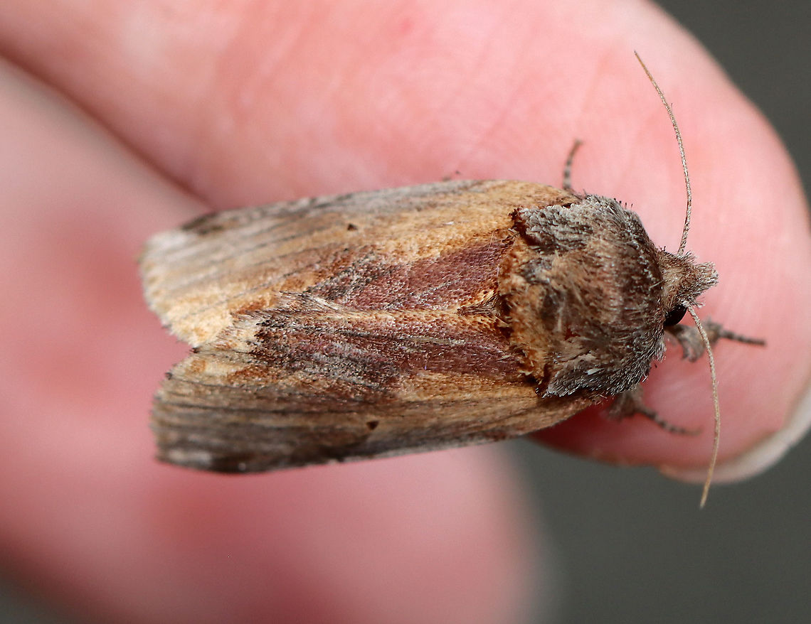 Red-humped Caterpillar Moth - Schizura concinna TL:  ~20 mm. Median area of FW has reddish brown shading. Tiny black reniform spots. Hosts: Deciduous trees. Status: Common.<br />
<br />
Habitat: Attracted to a light on an old building in a mixed forest<br />
<figure class="photo"><a href="https://www.jungledragon.com/image/97760/red-humped_caterpillar_moth_-_schizura_concinna.html" title="Red-humped Caterpillar Moth - Schizura concinna"><img src="https://s3.amazonaws.com/media.jungledragon.com/images/3232/97760_thumb.jpg?AWSAccessKeyId=05GMT0V3GWVNE7GGM1R2&Expires=1769040010&Signature=X1o4LHjOuEzHOdJ2jE3mYnys1Ww%3D" width="200" height="158" alt="Red-humped Caterpillar Moth - Schizura concinna TL: ~20 mm. Median area of FW has reddish brown shading. Tiny black reniform spots. Hosts: Deciduous trees. Status: Common.<br />
<br />
Habitat: Attracted to a light on an old building in a mixed forest<br />
https://www.jungledragon.com/image/97757/red-humped_caterpillar_moth_-_schizura_concinna.html<br />
https://www.jungledragon.com/image/97759/red-humped_caterpillar_moth_-_schizura_concinna.html Geotagged,Red-humped caterpillar,Schizura concinna,Summer,United States" /></a></figure><br />
<figure class="photo"><a href="https://www.jungledragon.com/image/97759/red-humped_caterpillar_moth_-_schizura_concinna.html" title="Red-humped Caterpillar Moth - Schizura concinna"><img src="https://s3.amazonaws.com/media.jungledragon.com/images/3232/97759_thumb.jpg?AWSAccessKeyId=05GMT0V3GWVNE7GGM1R2&Expires=1769040010&Signature=aORUZVhfsf19u8AES%2B2iExb8euE%3D" width="112" height="152" alt="Red-humped Caterpillar Moth - Schizura concinna TL: ~20 mm. Median area of FW has reddish brown shading. Tiny black reniform spots. Hosts: Deciduous trees. Status: Common.<br />
<br />
Habitat: Attracted to a light on an old building in a mixed forest<br />
https://www.jungledragon.com/image/97757/red-humped_caterpillar_moth_-_schizura_concinna.html<br />
https://www.jungledragon.com/image/97760/red-humped_caterpillar_moth_-_schizura_concinna.html Geotagged,Red-humped caterpillar,Schizura concinna,Summer,United States" /></a></figure> Geotagged,Red-humped caterpillar,Schizura concinna,Summer,United States,moth