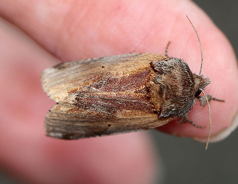Red-humped Caterpillar Moth - Schizura concinna TL:  ~20 mm. Median area of FW has reddish brown shading. Tiny black reniform spots. Hosts: Deciduous trees. Status: Common.

Habitat: Attracted to a light on an old building in a mixed forest
https://www.jungledragon.com/image/97760/red-humped_caterpillar_moth_-_schizura_concinna.html
https://www.jungledragon.com/image/97759/red-humped_caterpillar_moth_-_schizura_concinna.html Geotagged,Red-humped caterpillar,Schizura concinna,Summer,United States,moth
