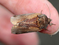 Red-humped Caterpillar Moth - Schizura concinna TL: ~20 mm. Median area of FW has reddish brown shading. Tiny black reniform spots. Hosts: Deciduous trees. Status: Common.<br />
<br />
Habitat: Attracted to a light on an old building in a mixed forest<br />
https://www.jungledragon.com/image/97760/red-humped_caterpillar_moth_-_schizura_concinna.html<br />
https://www.jungledragon.com/image/97759/red-humped_caterpillar_moth_-_schizura_concinna.html Geotagged,Red-humped caterpillar,Schizura concinna,Summer,United States,moth