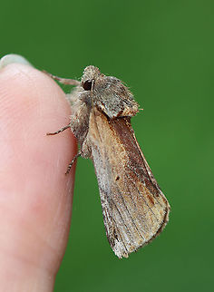 Red-humped Caterpillar Moth - Schizura concinna TL: ~20 mm. Median area of FW has reddish brown shading. Tiny black reniform spots. Hosts: Deciduous trees. Status: Common.

Habitat: Attracted to a light on an old building in a mixed forest
https://www.jungledragon.com/image/97757/red-humped_caterpillar_moth_-_schizura_concinna.html
https://www.jungledragon.com/image/97760/red-humped_caterpillar_moth_-_schizura_concinna.html Geotagged,Red-humped caterpillar,Schizura concinna,Summer,United States