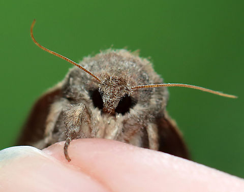 Red-humped Caterpillar Moth - Schizura concinna TL: ~20 mm. Median area of FW has reddish brown shading. Tiny black reniform spots. Hosts: Deciduous trees. Status: Common.

Habitat: Attracted to a light on an old building in a mixed forest
https://www.jungledragon.com/image/97757/red-humped_caterpillar_moth_-_schizura_concinna.html
https://www.jungledragon.com/image/97759/red-humped_caterpillar_moth_-_schizura_concinna.html Geotagged,Red-humped caterpillar,Schizura concinna,Summer,United States