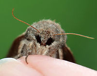 Red-humped Caterpillar Moth - Schizura concinna TL: ~20 mm. Median area of FW has reddish brown shading. Tiny black reniform spots. Hosts: Deciduous trees. Status: Common.<br />
<br />
Habitat: Attracted to a light on an old building in a mixed forest<br />
https://www.jungledragon.com/image/97757/red-humped_caterpillar_moth_-_schizura_concinna.html<br />
https://www.jungledragon.com/image/97759/red-humped_caterpillar_moth_-_schizura_concinna.html Geotagged,Red-humped caterpillar,Schizura concinna,Summer,United States