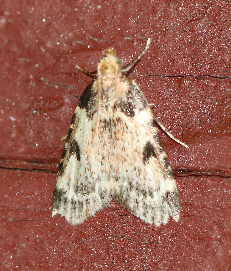 Calico Pyralid - Aglossa costiferalis TL: ~10 mm.  Pinkish tan FW marked with peppery black lines and discal spot. Hosts: Unknown. Status: Common.<br />
<br />
Habitat: Resting on the side of an old building in a mixed forest Aglossa,Aglossa costiferalis,Calico Pyralid,Geotagged,Summer,United States,moth,pyralid