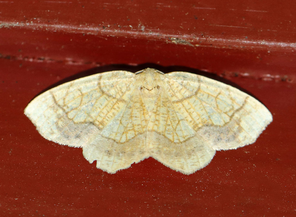 Horned Spanworm Moth - Nematocampa resistaria WS: ~3 cm. Yellowish-tan with brown markings.<br />
<br />
Habitat: Resting on an old building in a mixed forest Geotagged,Horned spanworm moth,Nematocampa,Nematocampa resistaria,Summer,United States,moth