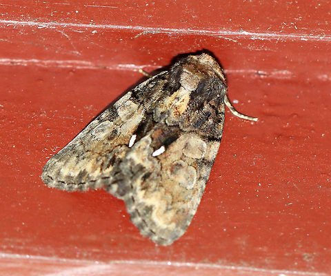 Cloaked Marvel - Chytonix palliatricula TL: ~18 mm. Grayish brown FW with straw-colored shading in median area. Black bar in inner median area ends in an elongated, white dot.  Hosts: Grasses and aster blooms. Status: Common.

Habitat: Resting on an old building in a mixed forest Chytonix,Chytonix palliatricula,Cloaked Marvel Moth,Geotagged,Summer,United States,moth