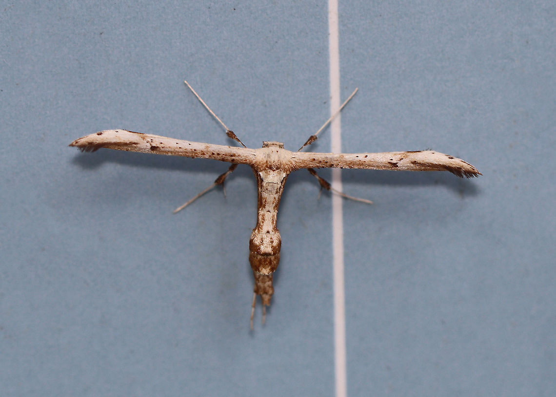 Joe Pye Plume - Oidaematophorus eupatorii WS: ~20 mm. Light colored FW with dark streaks along costa near apex. Abdomen has swollen midsection. <br />
<br />
Habitat: Resting on an old building in a mixed forest.  Geotagged,Oidaematophorus,Oidaematophorus eupatorii,Summer,United States,joe pye plume moth,moth