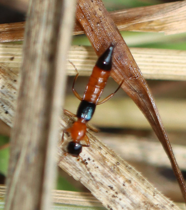 Rove beetle - Paederus littorarius TL: ~ 5 mm. I spotted a couple of these beetles along the edge of a pond. They were so fast that this was the best shot I could get.<br />
<br />
They produce a defensive chemical (pederin), which repels predators and can blister human skin.<br />
<br />
Habitat: Pondside Geotagged,Paederus,Paederus littorarius,Paederus rove beetle,Summer,United States,beetle,rove beetle,whiplash beetle