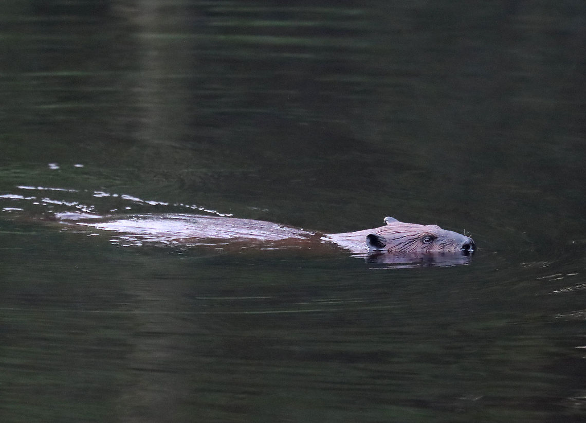 Beaver - Castor canadensis We watched this beaver swimming around in a pond for quite awhile this morning.  It would go underwater for several minutes at a time, blowing bubbles during its dives.<br />
<br />
Habitat: Pond<br />
<figure class="photo"><a href="https://www.jungledragon.com/image/97815/beaver_-_castor_canadensis.html" title="Beaver - Castor canadensis"><img src="https://s3.amazonaws.com/media.jungledragon.com/images/3232/97815_thumb.jpg?AWSAccessKeyId=05GMT0V3GWVNE7GGM1R2&Expires=1759968010&Signature=7QJY01OnlHODw1j%2F80Myx2pTu3g%3D" width="200" height="144" alt="Beaver - Castor canadensis In this photo, the beaver had a small twig in its mouth that it had dug out of the shallows.<br />
<br />
We watched this beaver swimming around in a pond for quite awhile this morning. It would go underwater for several minutes at a time, blowing bubbles during its dives.<br />
<br />
Habitat: Pond<br />
https://www.jungledragon.com/image/97814/beaver_-_castor_canadensis.html Castor canadensis,Geotagged,North American Beaver,Summer,United States" /></a></figure> Castor,Castor canadensis,Geotagged,North American Beaver,Summer,United States,beaver