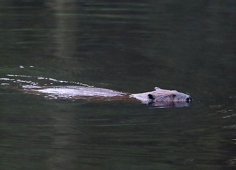 Beaver - Castor canadensis We watched this beaver swimming around in a pond for quite awhile this morning. It would go underwater for several minutes at a time, blowing bubbles during its dives.
Habitat: Pond
https://www.jungledragon.com/image/97815/beaver_-_castor_canadensis.html Castor,Castor canadensis,Geotagged,North American Beaver,Summer,United States,beaver