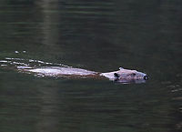Beaver - Castor canadensis We watched this beaver swimming around in a pond for quite awhile this morning.  It would go underwater for several minutes at a time, blowing bubbles during its dives.<br />
<br />
Habitat: Pond<br />
https://www.jungledragon.com/image/97815/beaver_-_castor_canadensis.html Castor,Castor canadensis,Geotagged,North American Beaver,Summer,United States,beaver