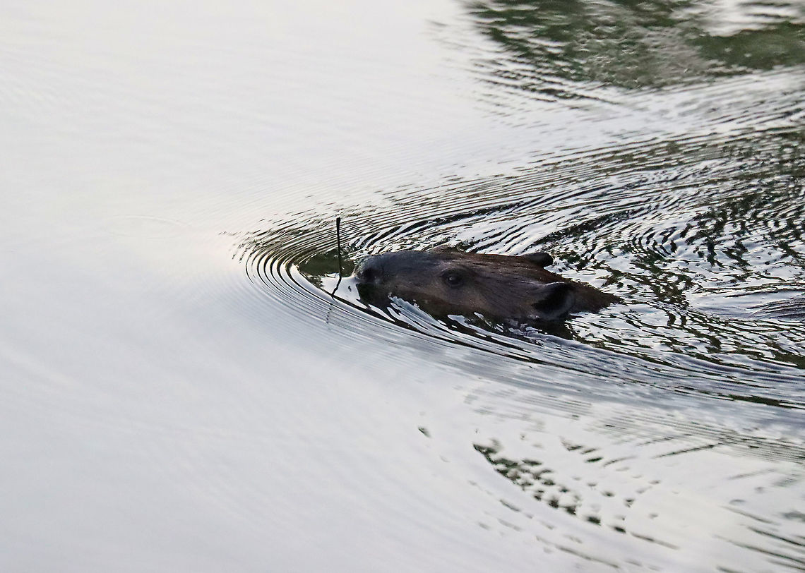 Beaver - Castor canadensis In this photo, the beaver had a small twig in its mouth that it had dug out of the shallows.<br />
<br />
We watched this beaver swimming around in a pond for quite awhile this morning. It would go underwater for several minutes at a time, blowing bubbles during its dives.<br />
<br />
Habitat: Pond<br />
<figure class="photo"><a href="https://www.jungledragon.com/image/97814/beaver_-_castor_canadensis.html" title="Beaver - Castor canadensis"><img src="https://s3.amazonaws.com/media.jungledragon.com/images/3232/97814_thumb.jpg?AWSAccessKeyId=05GMT0V3GWVNE7GGM1R2&Expires=1759968010&Signature=RgVIYJeGdgo%2Bs3ehYcQFf6ffzMk%3D" width="200" height="146" alt="Beaver - Castor canadensis We watched this beaver swimming around in a pond for quite awhile this morning. It would go underwater for several minutes at a time, blowing bubbles during its dives.<br />
<br />
Habitat: Pond<br />
https://www.jungledragon.com/image/97815/beaver_-_castor_canadensis.html Castor,Castor canadensis,Geotagged,North American Beaver,Summer,United States,beaver" /></a></figure> Castor canadensis,Geotagged,North American Beaver,Summer,United States