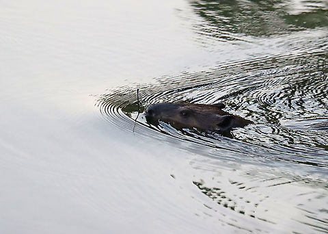 Beaver - Castor canadensis In this photo, the beaver had a small twig in its mouth that it had dug out of the shallows.

We watched this beaver swimming around in a pond for quite awhile this morning. It would go underwater for several minutes at a time, blowing bubbles during its dives.

Habitat: Pond
https://www.jungledragon.com/image/97814/beaver_-_castor_canadensis.html Castor canadensis,Geotagged,North American Beaver,Summer,United States