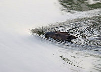 Beaver - Castor canadensis In this photo, the beaver had a small twig in its mouth that it had dug out of the shallows.<br />
<br />
We watched this beaver swimming around in a pond for quite awhile this morning. It would go underwater for several minutes at a time, blowing bubbles during its dives.<br />
<br />
Habitat: Pond<br />
https://www.jungledragon.com/image/97814/beaver_-_castor_canadensis.html Castor canadensis,Geotagged,North American Beaver,Summer,United States
