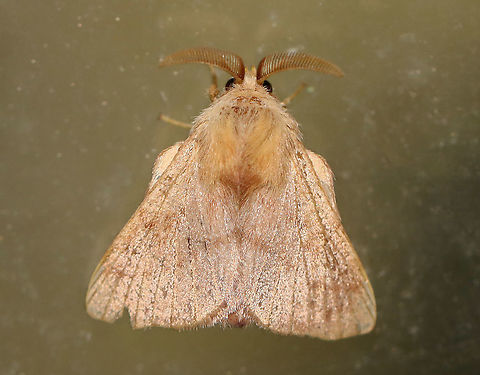 Forest Tent Caterpillar Moth - Malacosoma disstria Habitat: Resting on the window of an old building; mixed forest Forest tent caterpillar moth,Geotagged,Malacosoma,Malacosoma disstria,Summer,United States,moth