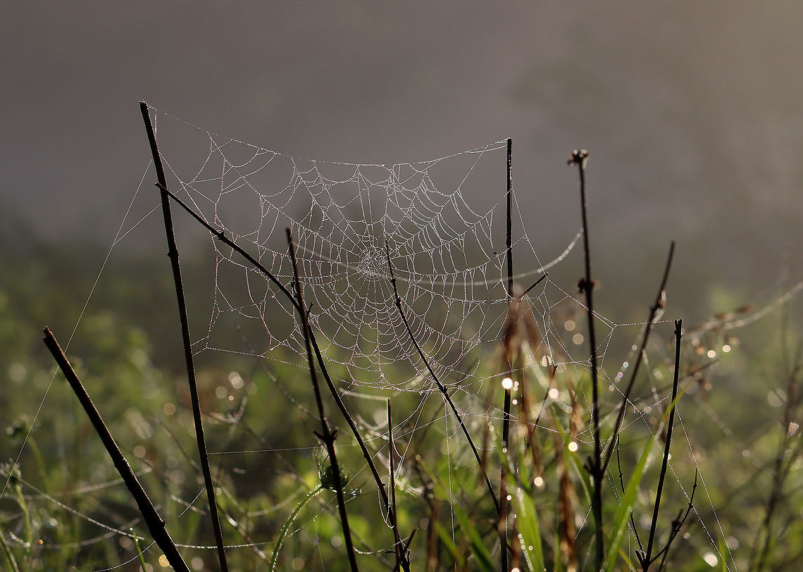 Spider Web After heavy rain last night, this meadow was blanketed with fog and droplets of water, which highlighted hundreds of spider webs and thousands of strands of spider silk. There used to be a trail of sorts through the meadow, but it has not been maintained and is now a spider's paradise. It was impossible to walk through without destroying webs, so I ended up abandoning my meadow walk. It was so magical though.<br />
<br />
Habitat: Meadow<br />
<figure class="photo"><a href="https://www.jungledragon.com/image/97821/spider_web.html" title="Spider Web"><img src="https://s3.amazonaws.com/media.jungledragon.com/images/3232/97821_thumb.jpg?AWSAccessKeyId=05GMT0V3GWVNE7GGM1R2&Expires=1759968010&Signature=QKJrOG38WcQ3fQq0WxOi4YA0yu8%3D" width="200" height="146" alt="Spider Web After heavy rain last night, this meadow was blanketed with fog and droplets of water, which highlighted hundreds of spider webs and thousands of strands of spider silk. There used to be a trail of sorts through the meadow, but it has not been maintained and is now a spider's paradise. It was impossible to walk through without destroying webs, so I ended up abandoning my meadow walk. It was so magical though.<br />
<br />
Habitat: Meadow<br />
https://www.jungledragon.com/image/97820/strands_of_spider_silk.html<br />
https://www.jungledragon.com/image/97822/spider_web.html<br />
https://www.jungledragon.com/image/97817/spider_web.html Geotagged,Summer,United States,dew,spider web,web" /></a></figure><br />
<figure class="photo"><a href="https://www.jungledragon.com/image/97822/spider_web.html" title="Spider Web"><img src="https://s3.amazonaws.com/media.jungledragon.com/images/3232/97822_thumb.jpg?AWSAccessKeyId=05GMT0V3GWVNE7GGM1R2&Expires=1759968010&Signature=OaF6xwG%2FQ5CfwFDGhAmkNJywS4o%3D" width="200" height="150" alt="Spider Web As the sun was rising, the lighting created some interesting effects on the webs and vegetation.<br />
<br />
After heavy rain last night, this meadow was blanketed with fog and droplets of water, which highlighted hundreds of spider webs and thousands of strands of spider silk. There used to be a trail of sorts through the meadow, but it has not been maintained and is now a spider's paradise. It was impossible to walk through without destroying webs, so I ended up abandoning my meadow walk. It was so magical though.<br />
<br />
Habitat: Meadow<br />
https://www.jungledragon.com/image/97820/strands_of_spider_silk.html<br />
https://www.jungledragon.com/image/97821/spider_web.html<br />
https://www.jungledragon.com/image/97817/spider_web.html Geotagged,Spider Web,Summer,United States,web" /></a></figure><br />
<figure class="photo"><a href="https://www.jungledragon.com/image/97820/strands_of_spider_silk.html" title="Strands of Spider Silk"><img src="https://s3.amazonaws.com/media.jungledragon.com/images/3232/97820_thumb.jpg?AWSAccessKeyId=05GMT0V3GWVNE7GGM1R2&Expires=1759968010&Signature=Cqq9ALqd2z2lQ4QgSJDYWGom538%3D" width="200" height="134" alt="Strands of Spider Silk This photo shows seemingly random strands of spider silk that were cast throughout the meadow.<br />
<br />
After heavy rain last night, this meadow was blanketed with fog and droplets of water, which highlighted hundreds of spider webs and thousands of strands of spider silk. There used to be a trail of sorts through the meadow, but it has not been maintained and is now a spider's paradise. It was impossible to walk through without destroying webs, so I ended up abandoning my meadow walk. It was so magical though.<br />
<br />
Habitat: Meadow<br />
https://www.jungledragon.com/image/97822/spider_web.html<br />
https://www.jungledragon.com/image/97821/spider_web.html<br />
https://www.jungledragon.com/image/97817/spider_web.html Geotagged,Summer,United States,spider silk" /></a></figure> Geotagged,Summer,United States,spider web,wed