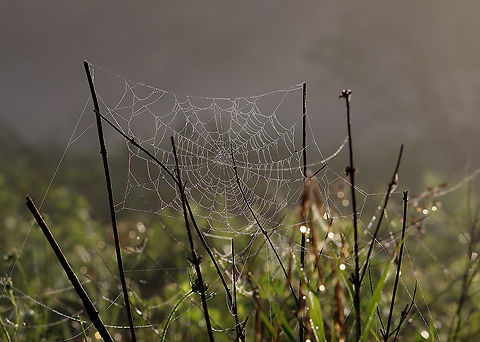 Spider Web After heavy rain last night, this meadow was blanketed with fog and droplets of water, which highlighted hundreds of spider webs and thousands of strands of spider silk. There used to be a trail of sorts through the meadow, but it has not been maintained and is now a spider's paradise. It was impossible to walk through without destroying webs, so I ended up abandoning my meadow walk. It was so magical though.

Habitat: Meadow
https://www.jungledragon.com/image/97821/spider_web.html
https://www.jungledragon.com/image/97822/spider_web.html
https://www.jungledragon.com/image/97820/strands_of_spider_silk.html Geotagged,Summer,United States,spider web,wed