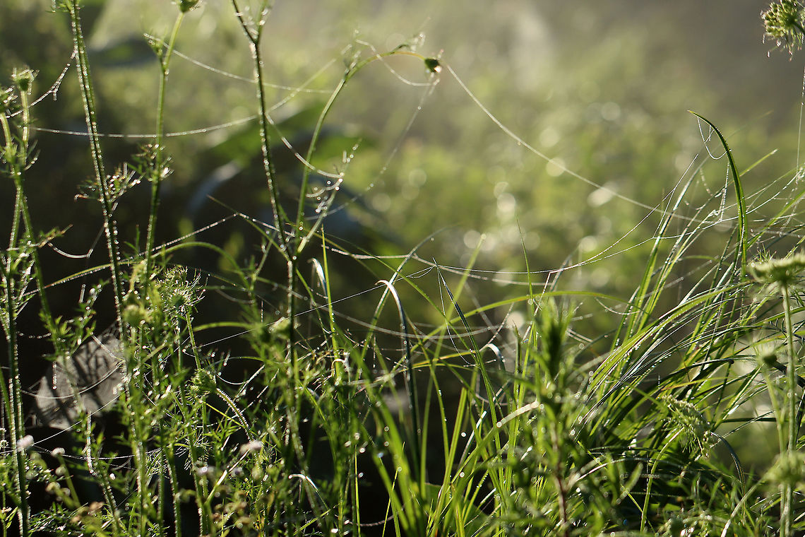 Strands of Spider Silk This photo shows seemingly random strands of spider silk that were cast throughout the meadow.<br />
<br />
After heavy rain last night, this meadow was blanketed with fog and droplets of water, which highlighted hundreds of spider webs and thousands of strands of spider silk. There used to be a trail of sorts through the meadow, but it has not been maintained and is now a spider's paradise. It was impossible to walk through without destroying webs, so I ended up abandoning my meadow walk. It was so magical though.<br />
<br />
Habitat: Meadow<br />
<figure class="photo"><a href="https://www.jungledragon.com/image/97822/spider_web.html" title="Spider Web"><img src="https://s3.amazonaws.com/media.jungledragon.com/images/3232/97822_thumb.jpg?AWSAccessKeyId=05GMT0V3GWVNE7GGM1R2&Expires=1759968010&Signature=OaF6xwG%2FQ5CfwFDGhAmkNJywS4o%3D" width="200" height="150" alt="Spider Web As the sun was rising, the lighting created some interesting effects on the webs and vegetation.<br />
<br />
After heavy rain last night, this meadow was blanketed with fog and droplets of water, which highlighted hundreds of spider webs and thousands of strands of spider silk. There used to be a trail of sorts through the meadow, but it has not been maintained and is now a spider's paradise. It was impossible to walk through without destroying webs, so I ended up abandoning my meadow walk. It was so magical though.<br />
<br />
Habitat: Meadow<br />
https://www.jungledragon.com/image/97820/strands_of_spider_silk.html<br />
https://www.jungledragon.com/image/97821/spider_web.html<br />
https://www.jungledragon.com/image/97817/spider_web.html Geotagged,Spider Web,Summer,United States,web" /></a></figure><br />
<figure class="photo"><a href="https://www.jungledragon.com/image/97821/spider_web.html" title="Spider Web"><img src="https://s3.amazonaws.com/media.jungledragon.com/images/3232/97821_thumb.jpg?AWSAccessKeyId=05GMT0V3GWVNE7GGM1R2&Expires=1759968010&Signature=QKJrOG38WcQ3fQq0WxOi4YA0yu8%3D" width="200" height="146" alt="Spider Web After heavy rain last night, this meadow was blanketed with fog and droplets of water, which highlighted hundreds of spider webs and thousands of strands of spider silk. There used to be a trail of sorts through the meadow, but it has not been maintained and is now a spider's paradise. It was impossible to walk through without destroying webs, so I ended up abandoning my meadow walk. It was so magical though.<br />
<br />
Habitat: Meadow<br />
https://www.jungledragon.com/image/97820/strands_of_spider_silk.html<br />
https://www.jungledragon.com/image/97822/spider_web.html<br />
https://www.jungledragon.com/image/97817/spider_web.html Geotagged,Summer,United States,dew,spider web,web" /></a></figure><br />
<figure class="photo"><a href="https://www.jungledragon.com/image/97817/spider_web.html" title="Spider Web"><img src="https://s3.amazonaws.com/media.jungledragon.com/images/3232/97817_thumb.jpg?AWSAccessKeyId=05GMT0V3GWVNE7GGM1R2&Expires=1759968010&Signature=X%2BHHosYLzEzusunh%2B2jKX4g7Bwo%3D" width="200" height="144" alt="Spider Web After heavy rain last night, this meadow was blanketed with fog and droplets of water, which highlighted hundreds of spider webs and thousands of strands of spider silk. There used to be a trail of sorts through the meadow, but it has not been maintained and is now a spider's paradise. It was impossible to walk through without destroying webs, so I ended up abandoning my meadow walk. It was so magical though.<br />
<br />
Habitat: Meadow<br />
https://www.jungledragon.com/image/97821/spider_web.html<br />
https://www.jungledragon.com/image/97822/spider_web.html<br />
https://www.jungledragon.com/image/97820/strands_of_spider_silk.html Geotagged,Summer,United States,spider web,wed" /></a></figure> Geotagged,Summer,United States,spider silk