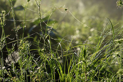Strands of Spider Silk This photo shows seemingly random strands of spider silk that were cast throughout the meadow.

After heavy rain last night, this meadow was blanketed with fog and droplets of water, which highlighted hundreds of spider webs and thousands of strands of spider silk. There used to be a trail of sorts through the meadow, but it has not been maintained and is now a spider's paradise. It was impossible to walk through without destroying webs, so I ended up abandoning my meadow walk. It was so magical though.

Habitat: Meadow
https://www.jungledragon.com/image/97822/spider_web.html
https://www.jungledragon.com/image/97821/spider_web.html
https://www.jungledragon.com/image/97817/spider_web.html Geotagged,Summer,United States,spider silk