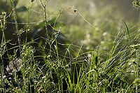 Strands of Spider Silk This photo shows seemingly random strands of spider silk that were cast throughout the meadow.<br />
<br />
After heavy rain last night, this meadow was blanketed with fog and droplets of water, which highlighted hundreds of spider webs and thousands of strands of spider silk. There used to be a trail of sorts through the meadow, but it has not been maintained and is now a spider's paradise. It was impossible to walk through without destroying webs, so I ended up abandoning my meadow walk. It was so magical though.<br />
<br />
Habitat: Meadow<br />
https://www.jungledragon.com/image/97822/spider_web.html<br />
https://www.jungledragon.com/image/97821/spider_web.html<br />
https://www.jungledragon.com/image/97817/spider_web.html Geotagged,Summer,United States,spider silk