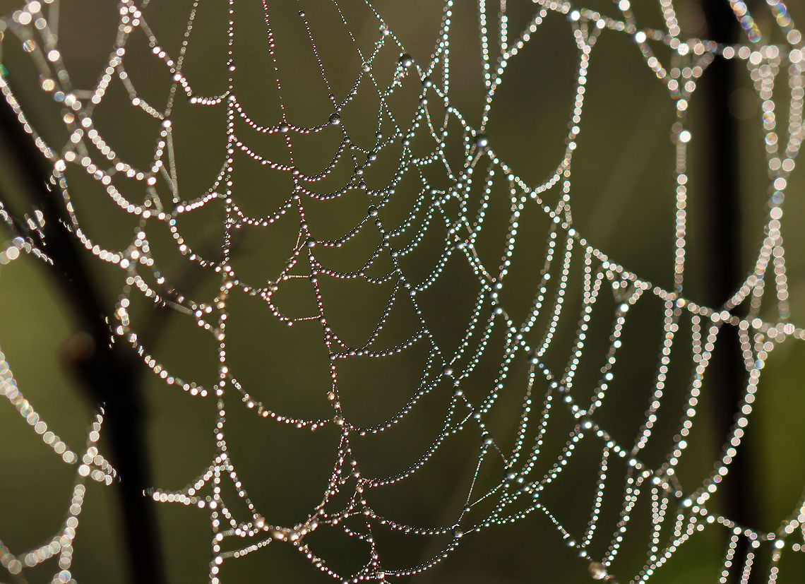 Spider Web After heavy rain last night, this meadow was blanketed with fog and droplets of water, which highlighted hundreds of spider webs and thousands of strands of spider silk. There used to be a trail of sorts through the meadow, but it has not been maintained and is now a spider's paradise. It was impossible to walk through without destroying webs, so I ended up abandoning my meadow walk. It was so magical though.<br />
<br />
Habitat: Meadow<br />
<figure class="photo"><a href="https://www.jungledragon.com/image/97820/strands_of_spider_silk.html" title="Strands of Spider Silk"><img src="https://s3.amazonaws.com/media.jungledragon.com/images/3232/97820_thumb.jpg?AWSAccessKeyId=05GMT0V3GWVNE7GGM1R2&Expires=1769040010&Signature=MpL7ZbaFhkVxxqspJ6avdAbHNzo%3D" width="200" height="134" alt="Strands of Spider Silk This photo shows seemingly random strands of spider silk that were cast throughout the meadow.<br />
<br />
After heavy rain last night, this meadow was blanketed with fog and droplets of water, which highlighted hundreds of spider webs and thousands of strands of spider silk. There used to be a trail of sorts through the meadow, but it has not been maintained and is now a spider's paradise. It was impossible to walk through without destroying webs, so I ended up abandoning my meadow walk. It was so magical though.<br />
<br />
Habitat: Meadow<br />
https://www.jungledragon.com/image/97822/spider_web.html<br />
https://www.jungledragon.com/image/97821/spider_web.html<br />
https://www.jungledragon.com/image/97817/spider_web.html Geotagged,Summer,United States,spider silk" /></a></figure><br />
<figure class="photo"><a href="https://www.jungledragon.com/image/97822/spider_web.html" title="Spider Web"><img src="https://s3.amazonaws.com/media.jungledragon.com/images/3232/97822_thumb.jpg?AWSAccessKeyId=05GMT0V3GWVNE7GGM1R2&Expires=1769040010&Signature=Bhd2v2PrS%2B6dL%2BTpgSFLHLm5N90%3D" width="200" height="150" alt="Spider Web As the sun was rising, the lighting created some interesting effects on the webs and vegetation.<br />
<br />
After heavy rain last night, this meadow was blanketed with fog and droplets of water, which highlighted hundreds of spider webs and thousands of strands of spider silk. There used to be a trail of sorts through the meadow, but it has not been maintained and is now a spider's paradise. It was impossible to walk through without destroying webs, so I ended up abandoning my meadow walk. It was so magical though.<br />
<br />
Habitat: Meadow<br />
https://www.jungledragon.com/image/97820/strands_of_spider_silk.html<br />
https://www.jungledragon.com/image/97821/spider_web.html<br />
https://www.jungledragon.com/image/97817/spider_web.html Geotagged,Spider Web,Summer,United States,web" /></a></figure><br />
<figure class="photo"><a href="https://www.jungledragon.com/image/97817/spider_web.html" title="Spider Web"><img src="https://s3.amazonaws.com/media.jungledragon.com/images/3232/97817_thumb.jpg?AWSAccessKeyId=05GMT0V3GWVNE7GGM1R2&Expires=1769040010&Signature=wpJ975OkdpDitf8biq00WG7Q2bw%3D" width="200" height="144" alt="Spider Web After heavy rain last night, this meadow was blanketed with fog and droplets of water, which highlighted hundreds of spider webs and thousands of strands of spider silk. There used to be a trail of sorts through the meadow, but it has not been maintained and is now a spider's paradise. It was impossible to walk through without destroying webs, so I ended up abandoning my meadow walk. It was so magical though.<br />
<br />
Habitat: Meadow<br />
https://www.jungledragon.com/image/97821/spider_web.html<br />
https://www.jungledragon.com/image/97822/spider_web.html<br />
https://www.jungledragon.com/image/97820/strands_of_spider_silk.html Geotagged,Summer,United States,spider web,wed" /></a></figure> Geotagged,Summer,United States,dew,spider web,web