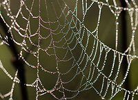 Spider Web After heavy rain last night, this meadow was blanketed with fog and droplets of water, which highlighted hundreds of spider webs and thousands of strands of spider silk. There used to be a trail of sorts through the meadow, but it has not been maintained and is now a spider's paradise. It was impossible to walk through without destroying webs, so I ended up abandoning my meadow walk. It was so magical though.<br />
<br />
Habitat: Meadow<br />
https://www.jungledragon.com/image/97820/strands_of_spider_silk.html<br />
https://www.jungledragon.com/image/97822/spider_web.html<br />
https://www.jungledragon.com/image/97817/spider_web.html Geotagged,Summer,United States,dew,spider web,web