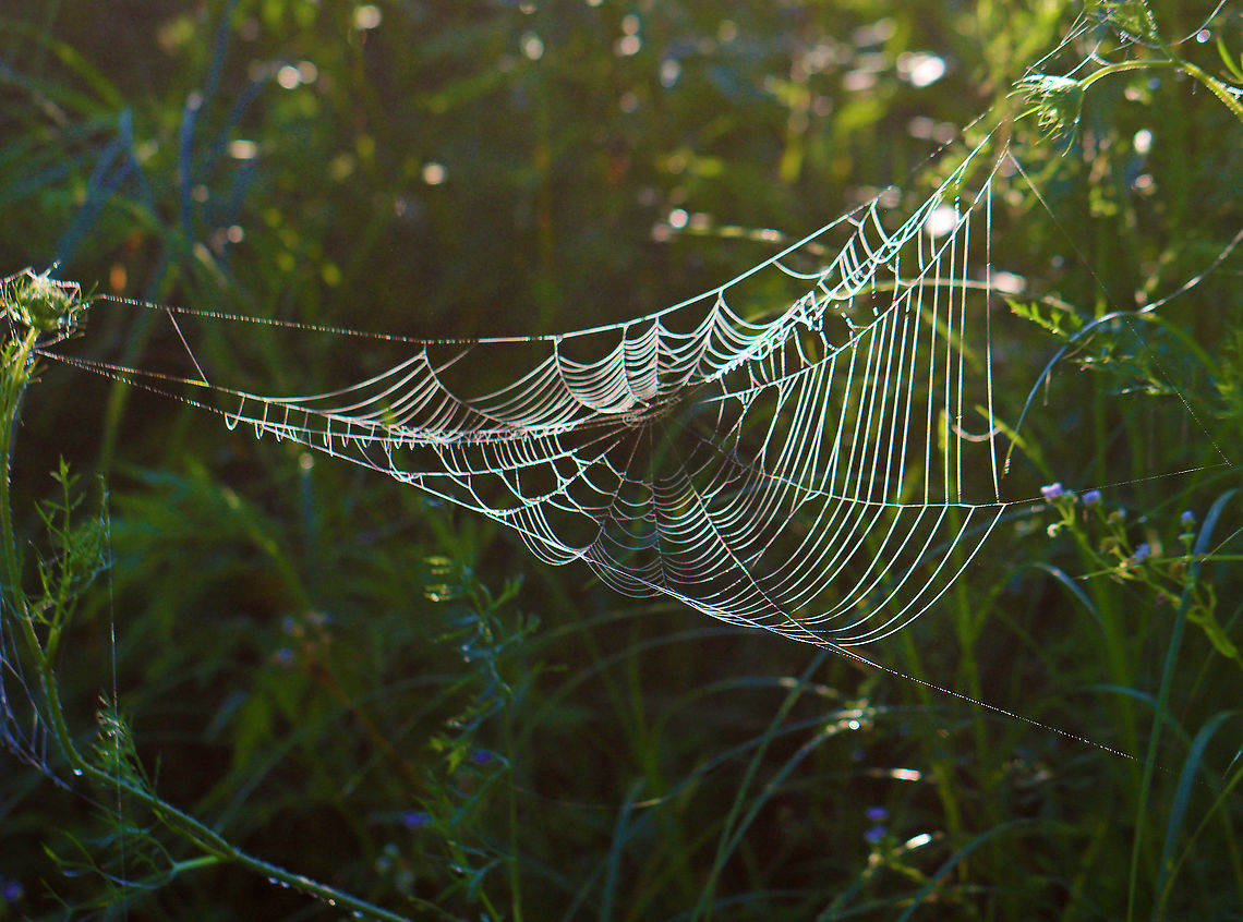 Spider Web As the sun was rising, the lighting created some interesting effects on the webs and vegetation.<br />
<br />
After heavy rain last night, this meadow was blanketed with fog and droplets of water, which highlighted hundreds of spider webs and thousands of strands of spider silk. There used to be a trail of sorts through the meadow, but it has not been maintained and is now a spider's paradise. It was impossible to walk through without destroying webs, so I ended up abandoning my meadow walk. It was so magical though.<br />
<br />
Habitat: Meadow<br />
<figure class="photo"><a href="https://www.jungledragon.com/image/97820/strands_of_spider_silk.html" title="Strands of Spider Silk"><img src="https://s3.amazonaws.com/media.jungledragon.com/images/3232/97820_thumb.jpg?AWSAccessKeyId=05GMT0V3GWVNE7GGM1R2&Expires=1769040010&Signature=MpL7ZbaFhkVxxqspJ6avdAbHNzo%3D" width="200" height="134" alt="Strands of Spider Silk This photo shows seemingly random strands of spider silk that were cast throughout the meadow.<br />
<br />
After heavy rain last night, this meadow was blanketed with fog and droplets of water, which highlighted hundreds of spider webs and thousands of strands of spider silk. There used to be a trail of sorts through the meadow, but it has not been maintained and is now a spider's paradise. It was impossible to walk through without destroying webs, so I ended up abandoning my meadow walk. It was so magical though.<br />
<br />
Habitat: Meadow<br />
https://www.jungledragon.com/image/97822/spider_web.html<br />
https://www.jungledragon.com/image/97821/spider_web.html<br />
https://www.jungledragon.com/image/97817/spider_web.html Geotagged,Summer,United States,spider silk" /></a></figure><br />
<figure class="photo"><a href="https://www.jungledragon.com/image/97821/spider_web.html" title="Spider Web"><img src="https://s3.amazonaws.com/media.jungledragon.com/images/3232/97821_thumb.jpg?AWSAccessKeyId=05GMT0V3GWVNE7GGM1R2&Expires=1769040010&Signature=RVZnMZg80qn0hFT5JipvDsiI0ic%3D" width="200" height="146" alt="Spider Web After heavy rain last night, this meadow was blanketed with fog and droplets of water, which highlighted hundreds of spider webs and thousands of strands of spider silk. There used to be a trail of sorts through the meadow, but it has not been maintained and is now a spider's paradise. It was impossible to walk through without destroying webs, so I ended up abandoning my meadow walk. It was so magical though.<br />
<br />
Habitat: Meadow<br />
https://www.jungledragon.com/image/97820/strands_of_spider_silk.html<br />
https://www.jungledragon.com/image/97822/spider_web.html<br />
https://www.jungledragon.com/image/97817/spider_web.html Geotagged,Summer,United States,dew,spider web,web" /></a></figure><br />
<figure class="photo"><a href="https://www.jungledragon.com/image/97817/spider_web.html" title="Spider Web"><img src="https://s3.amazonaws.com/media.jungledragon.com/images/3232/97817_thumb.jpg?AWSAccessKeyId=05GMT0V3GWVNE7GGM1R2&Expires=1769040010&Signature=wpJ975OkdpDitf8biq00WG7Q2bw%3D" width="200" height="144" alt="Spider Web After heavy rain last night, this meadow was blanketed with fog and droplets of water, which highlighted hundreds of spider webs and thousands of strands of spider silk. There used to be a trail of sorts through the meadow, but it has not been maintained and is now a spider's paradise. It was impossible to walk through without destroying webs, so I ended up abandoning my meadow walk. It was so magical though.<br />
<br />
Habitat: Meadow<br />
https://www.jungledragon.com/image/97821/spider_web.html<br />
https://www.jungledragon.com/image/97822/spider_web.html<br />
https://www.jungledragon.com/image/97820/strands_of_spider_silk.html Geotagged,Summer,United States,spider web,wed" /></a></figure> Geotagged,Spider Web,Summer,United States,web