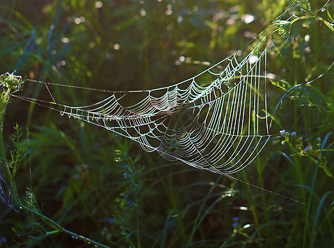 Spider Web As the sun was rising, the lighting created some interesting effects on the webs and vegetation.

After heavy rain last night, this meadow was blanketed with fog and droplets of water, which highlighted hundreds of spider webs and thousands of strands of spider silk. There used to be a trail of sorts through the meadow, but it has not been maintained and is now a spider's paradise. It was impossible to walk through without destroying webs, so I ended up abandoning my meadow walk. It was so magical though.

Habitat: Meadow
https://www.jungledragon.com/image/97820/strands_of_spider_silk.html
https://www.jungledragon.com/image/97821/spider_web.html
https://www.jungledragon.com/image/97817/spider_web.html Geotagged,Spider Web,Summer,United States,web