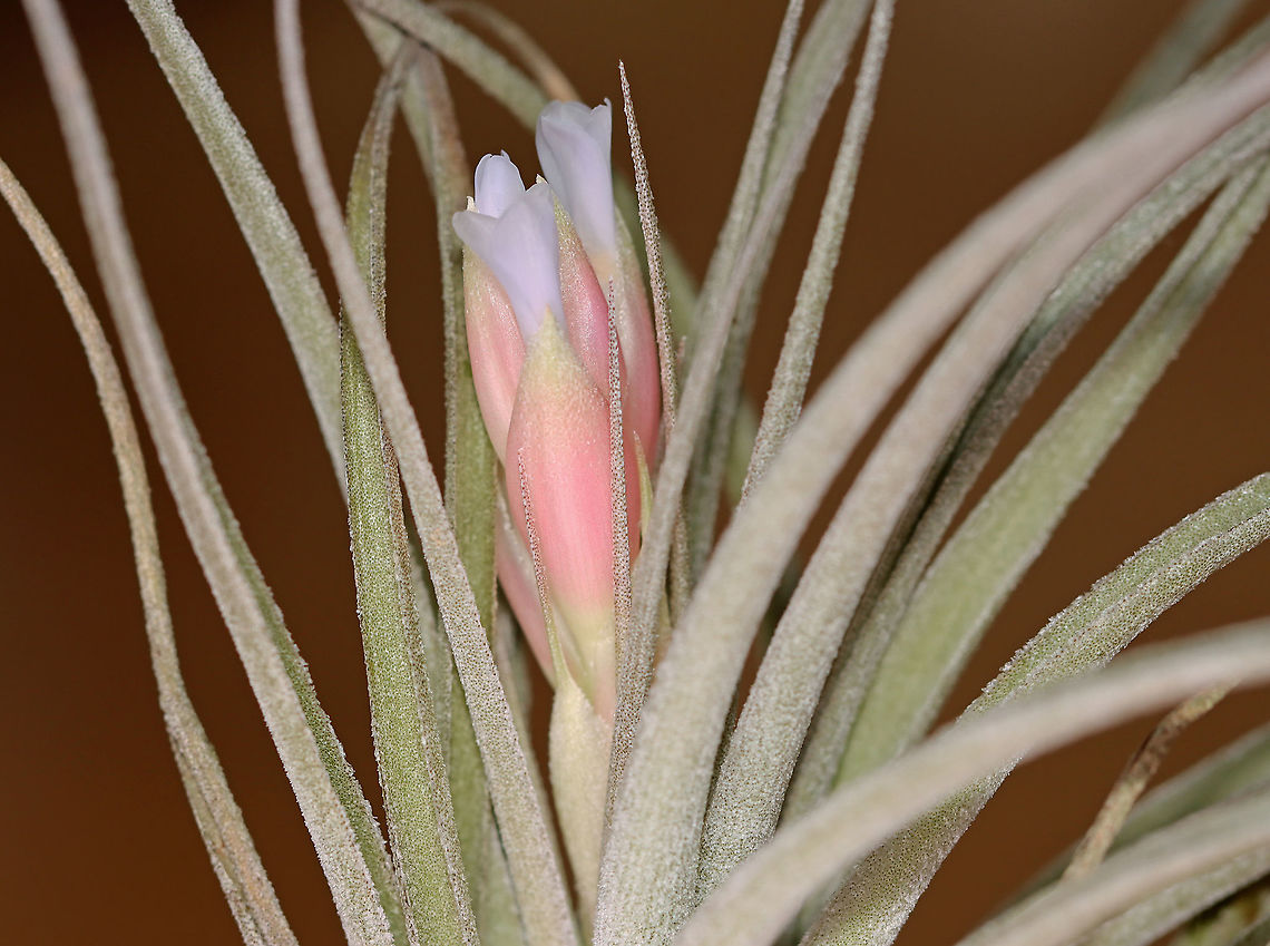 Tillandsia stricta A large air plant with curved, velvety leaves. When in bloom, this species produces a spike of pastel pink flowers. Mine is just starting to bloom!<br />
<br />
Habitat: Indoor terrarium plant Geotagged,Summer,Tillandsia,Tillandsia stricta,United States,air plant,house plant,stricta
