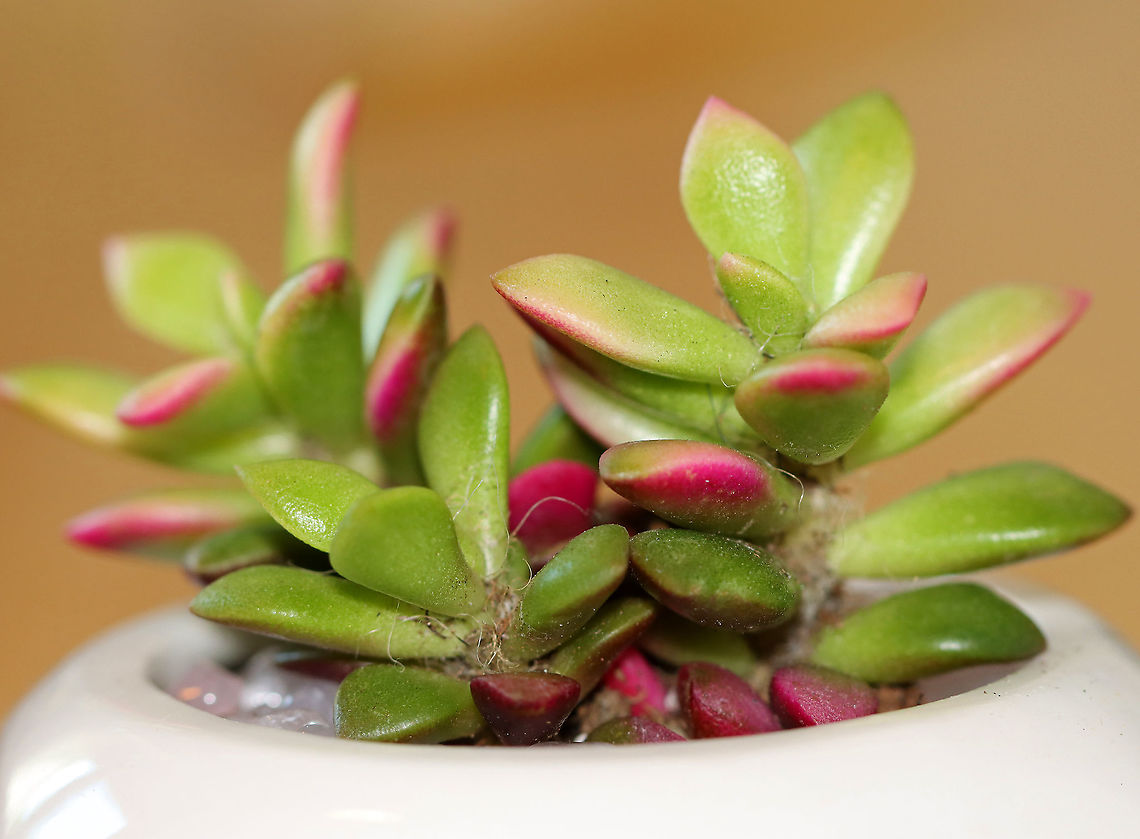 Large-flowered Sandrose - Anacampseros telephiastrum A small succulent with pink and green rosettes. It has axillary hairs, which for awhile I thought was cat fur ;P.<br />
<br />
Native to South Africa.<br />
<br />
Habitat: House plant Anacampseros,Anacampseros Telephiastrum,Anacampseros telephiastrum,Geotagged,Large-flowered Sandrose,Summer,United States,house plant,succulent
