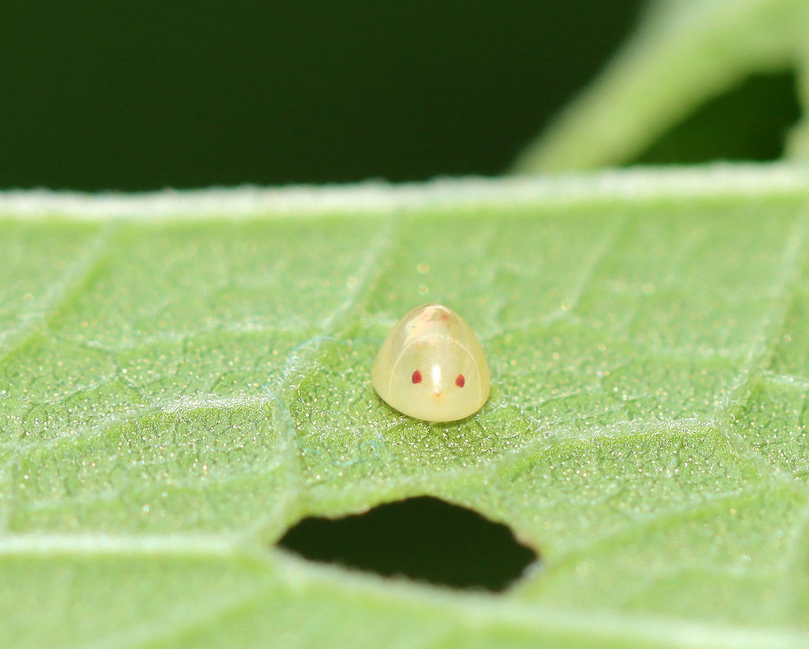 Leaf-footed Bug Egg - Acanthocephala terminalis TL: 2-3 mm. The egg had a perforated ring at one end, which resembled a cap. This is where the chorion will be torn when the nymph emerges.<br />
<br />
Habitat: Rural garden Acanthocephala,Acanthocephala terminalis,Geotagged,Leaf-footed Bug Egg,Summer,United States,egg