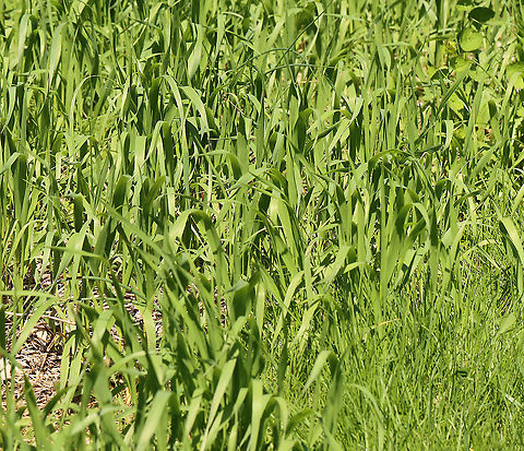 Giant Foxtail - Setaria faberi An invasive, widespread weed, this grass can be a significant problem for farmers.

Habitat: Meadow Geotagged,Giant foxtail,Setaria,Setaria faberi,Spring,United States,grass,weed