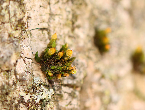 Crisped Pincushion - Ulota crispa I often find these little blobs of moss growing on the trees.

Habitat: Growing on a tree beside a stream
https://www.jungledragon.com/image/97946/crisped_pincushion_-_ulota_crispa.html Geotagged,Spring,Ulota crispa,United States,crisped pincushion,moss
