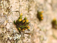 Crisped Pincushion - Ulota crispa I often find these little blobs of moss growing on the trees.<br />
<br />
Habitat: Growing on a tree beside a stream<br />
https://www.jungledragon.com/image/97946/crisped_pincushion_-_ulota_crispa.html Geotagged,Spring,Ulota crispa,United States,crisped pincushion,moss