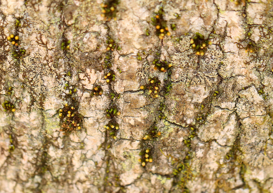 Crisped Pincushion - Ulota crispa I often find these little blobs of moss growing on the trees.<br />
<br />
Habitat: Growing on a tree beside a stream<br />
<figure class="photo"><a href="https://www.jungledragon.com/image/97945/crisped_pincushion_-_ulota_crispa.html" title="Crisped Pincushion - Ulota crispa"><img src="https://s3.amazonaws.com/media.jungledragon.com/images/3232/97945_thumb.jpg?AWSAccessKeyId=05GMT0V3GWVNE7GGM1R2&Expires=1763596810&Signature=A1MMDuzoGlpIRkz9edIsLVMMMoU%3D" width="200" height="152" alt="Crisped Pincushion - Ulota crispa I often find these little blobs of moss growing on the trees.<br />
<br />
Habitat: Growing on a tree beside a stream<br />
https://www.jungledragon.com/image/97946/crisped_pincushion_-_ulota_crispa.html Geotagged,Spring,Ulota crispa,United States,crisped pincushion,moss" /></a></figure> Geotagged,Spring,Ulota crispa,United States