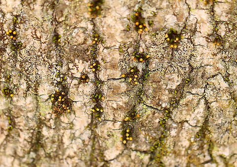 Crisped Pincushion - Ulota crispa I often find these little blobs of moss growing on the trees.

Habitat: Growing on a tree beside a stream
https://www.jungledragon.com/image/97945/crisped_pincushion_-_ulota_crispa.html Geotagged,Spring,Ulota crispa,United States