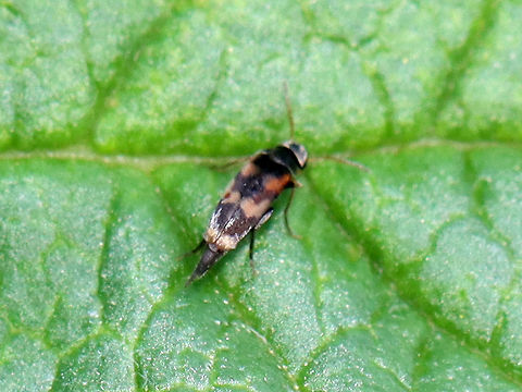Tumbling Flower Beetle - Mordellistena sp. or Mordella sp. I found 3 different TFBs on some plants a few days ago and am struggling to ID them to species-level.

Habitat: Rural garden
https://www.jungledragon.com/image/97948/tumbling_flower_beetle_-_mordellistena_sp._or_mordella_sp.html Geotagged,Mordellini,Mordellistena,Summer,United States,beetle,mordella,tumbling flower beetle