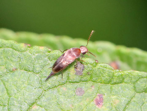 Tumbling Flower Beetle - Mordellistena tosta? Habitat: Rural garden Geotagged,Mordella,Mordellistena,Mordellistena tosta,Summer,Tumbling Flower Beetle,United States,beetle