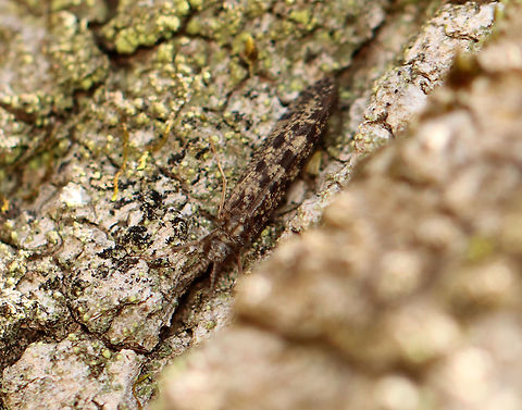 Caddisfly - Hydropsyche betteni *I think this is Hydropsyche betteni, but am seeking confirmation

Habitat: Resting (and well-camouflaged) on a tree beside a river. Geotagged,Hydropsyche,Hydropsyche betteni,Spring,Trichoptera,United States,caddisfly