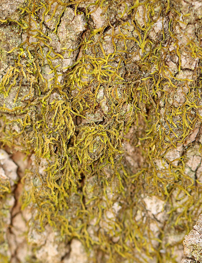 Squirrel-tail Moss - Leucodon sciuroides I used a moss ID guide to identify this moss, but I could totally be wrong. <br />
<br />
Habitat: Growing on the trunk of a hardwood tree in a moist forest Geotagged,Leucodon,Leucodon sciuroides,Spring,Squirrel-tail Moss,United States,moss,pleurocarpous moss