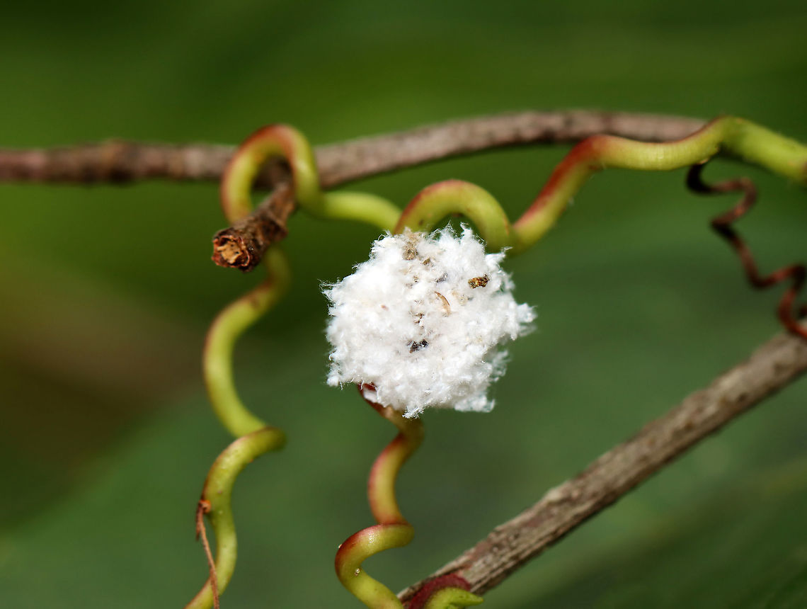 Trash Bug - Family Chrysopidae This is a lacewing larva!  they predate upon other insects, especially aphids. They pierce their prey with their large mandibles and then suck out the liquefied contents. Lacewing larvae have hairy backs, which comes in handy because they stick the carcasses of their prey onto the hairs on their backs, thus creating a sort of macabre camouflage.<br />
<br />
<section class="video"><iframe width="448" height="252" src="https://player.vimeo.com/video/438984415?title=0&byline=0&portrait=0" frameborder="0"></iframe></section><br />
<br />
Habitat: In vegetation, pondside<br />
<figure class="photo"><a href="https://www.jungledragon.com/image/98008/trash_bug_profile_-_family_chrysopidae.html" title="Trash Bug (Profile) - Family Chrysopidae"><img src="https://s3.amazonaws.com/media.jungledragon.com/images/3232/98008_thumb.jpg?AWSAccessKeyId=05GMT0V3GWVNE7GGM1R2&Expires=1769040010&Signature=ioqPlB8JiyI6TAICYJonho41Cmc%3D" width="200" height="196" alt="Trash Bug (Profile) - Family Chrysopidae This is a lacewing larva!  they predate upon other insects, especially aphids. They pierce their prey with their large mandibles and then suck out the liquefied contents. Lacewing larvae have hairy backs, which comes in handy because they stick the carcasses of their prey onto the hairs on their backs, thus creating a sort of macabre camouflage.<br />
<br />
https://vimeo.com/438984415<br />
<br />
Habitat: In vegetation, pondside<br />
https://www.jungledragon.com/image/98004/trash_bug_-_family_chrysopidae.html<br />
https://www.jungledragon.com/image/98007/trash_bug_-_family_chrysopidae.html<br />
https://www.jungledragon.com/image/98005/trash_bug_head_-_family_chrysopidae.html Geotagged,Summer,United States" /></a></figure><br />
<figure class="photo"><a href="https://www.jungledragon.com/image/98007/trash_bug_-_family_chrysopidae.html" title="Trash Bug - Family Chrysopidae"><img src="https://s3.amazonaws.com/media.jungledragon.com/images/3232/98007_thumb.jpg?AWSAccessKeyId=05GMT0V3GWVNE7GGM1R2&Expires=1769040010&Signature=dM%2Flxgt1jwYof%2FlwDtwuF2F33%2Bs%3D" width="200" height="190" alt="Trash Bug - Family Chrysopidae This is a lacewing larva!  they predate upon other insects, especially aphids. They pierce their prey with their large mandibles and then suck out the liquefied contents. Lacewing larvae have hairy backs, which comes in handy because they stick the carcasses of their prey onto the hairs on their backs, thus creating a sort of macabre camouflage.<br />
<br />
https://vimeo.com/438984415<br />
<br />
Habitat: In vegetation, pondside<br />
https://www.jungledragon.com/image/98004/trash_bug_-_family_chrysopidae.html<br />
https://www.jungledragon.com/image/98008/trash_bug_profile_-_family_chrysopidae.html<br />
https://www.jungledragon.com/image/98005/trash_bug_head_-_family_chrysopidae.html Geotagged,Summer,United States" /></a></figure><br />
<figure class="photo"><a href="https://www.jungledragon.com/image/98005/trash_bug_head_-_family_chrysopidae.html" title="Trash Bug (Head) - Family Chrysopidae"><img src="https://s3.amazonaws.com/media.jungledragon.com/images/3232/98005_thumb.jpg?AWSAccessKeyId=05GMT0V3GWVNE7GGM1R2&Expires=1769040010&Signature=l4dTPzF64LH7VNsgj8m%2FPlirOBY%3D" width="200" height="176" alt="Trash Bug (Head) - Family Chrysopidae This is a lacewing larva!  they predate upon other insects, especially aphids. They pierce their prey with their large, hollow mandibles and then suck out the liquefied contents. Lacewing larvae have hairy backs, which comes in handy because they stick the carcasses of their prey onto the hairs on their backs, thus creating a sort of macabre camouflage.<br />
<br />
https://vimeo.com/438984415<br />
<br />
Habitat: In vegetation, pondside<br />
https://www.jungledragon.com/image/98007/trash_bug_-_family_chrysopidae.html<br />
https://www.jungledragon.com/image/98008/trash_bug_profile_-_family_chrysopidae.html<br />
https://www.jungledragon.com/image/98004/trash_bug_-_family_chrysopidae.html Geotagged,Summer,United States" /></a></figure> Chrysopidae,Geotagged,Summer,United States,aphid lion,green lacewing,lacewing,lacewing larva,larva,trash bug