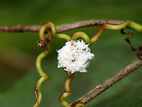 Trash Bug - Family Chrysopidae This is a lacewing larva!  they predate upon other insects, especially aphids. They pierce their prey with their large mandibles and then suck out the liquefied contents. Lacewing larvae have hairy backs, which comes in handy because they stick the carcasses of their prey onto the hairs on their backs, thus creating a sort of macabre camouflage.<br />
<br />
https://vimeo.com/438984415<br />
<br />
Habitat: In vegetation, pondside<br />
https://www.jungledragon.com/image/98008/trash_bug_profile_-_family_chrysopidae.html<br />
https://www.jungledragon.com/image/98007/trash_bug_-_family_chrysopidae.html<br />
https://www.jungledragon.com/image/98005/trash_bug_head_-_family_chrysopidae.html Chrysopidae,Geotagged,Summer,United States,aphid lion,green lacewing,lacewing,lacewing larva,larva,trash bug