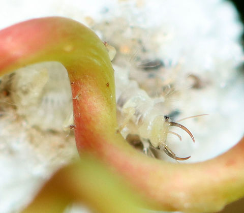 Trash Bug (Head) - Family Chrysopidae This is a lacewing larva!  they predate upon other insects, especially aphids. They pierce their prey with their large, hollow mandibles and then suck out the liquefied contents. Lacewing larvae have hairy backs, which comes in handy because they stick the carcasses of their prey onto the hairs on their backs, thus creating a sort of macabre camouflage.

https://vimeo.com/438984415

Habitat: In vegetation, pondside
https://www.jungledragon.com/image/98007/trash_bug_-_family_chrysopidae.html
https://www.jungledragon.com/image/98008/trash_bug_profile_-_family_chrysopidae.html
https://www.jungledragon.com/image/98004/trash_bug_-_family_chrysopidae.html Geotagged,Summer,United States