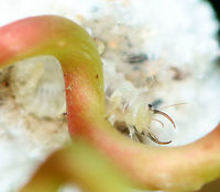 Trash Bug (Head) - Family Chrysopidae This is a lacewing larva! they predate upon other insects, especially aphids. They pierce their prey with their large, hollow mandibles and then suck out the liquefied contents. Lacewing larvae have hairy backs, which comes in handy because they stick the carcasses of their prey onto the hairs on their backs, thus creating a sort of macabre camouflage.<br />
<br />
https://vimeo.com/438984415<br />
<br />
Habitat: In vegetation, pondside<br />
https://www.jungledragon.com/image/98007/trash_bug_-_family_chrysopidae.html<br />
https://www.jungledragon.com/image/98008/trash_bug_profile_-_family_chrysopidae.html<br />
https://www.jungledragon.com/image/98004/trash_bug_-_family_chrysopidae.html Geotagged,Summer,United States