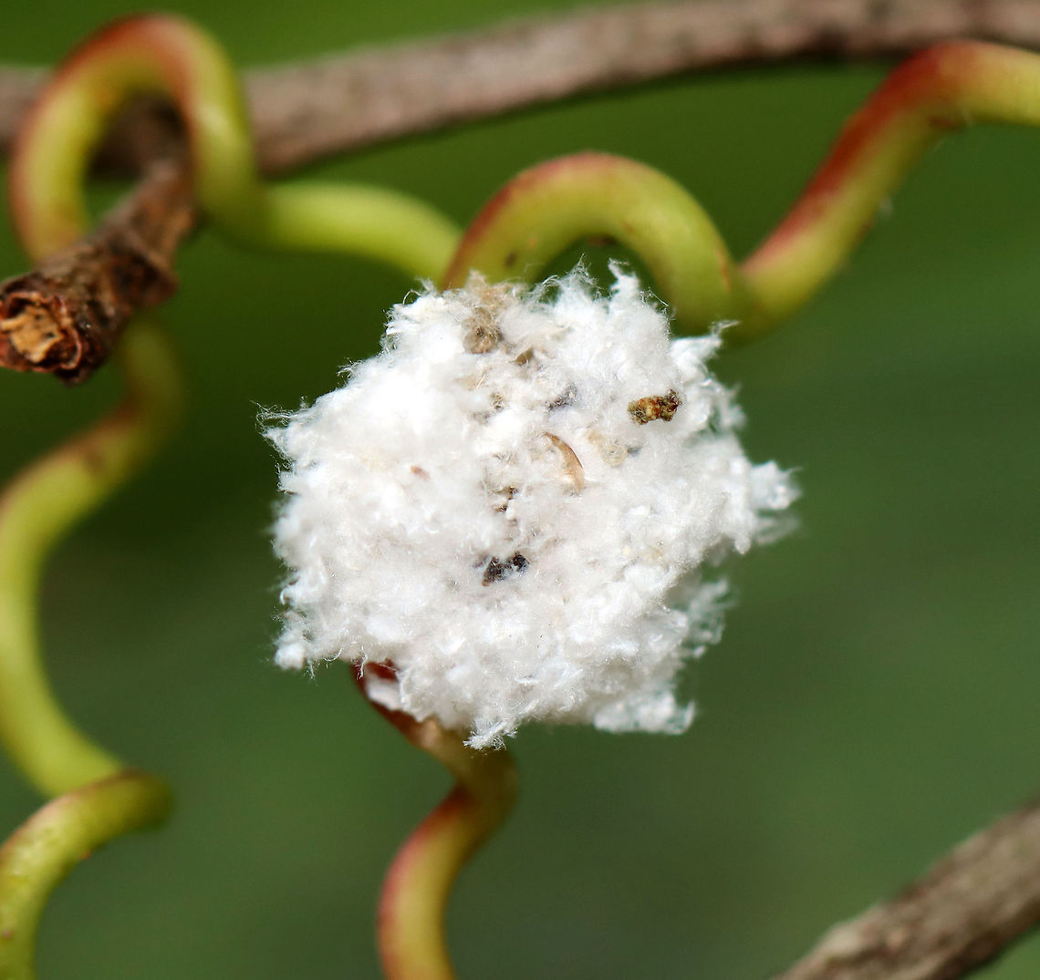 Trash Bug - Family Chrysopidae This is a lacewing larva!  they predate upon other insects, especially aphids. They pierce their prey with their large mandibles and then suck out the liquefied contents. Lacewing larvae have hairy backs, which comes in handy because they stick the carcasses of their prey onto the hairs on their backs, thus creating a sort of macabre camouflage.<br />
<br />
<section class="video"><iframe width="448" height="252" src="https://player.vimeo.com/video/438984415?title=0&byline=0&portrait=0" frameborder="0"></iframe></section><br />
<br />
Habitat: In vegetation, pondside<br />
<figure class="photo"><a href="https://www.jungledragon.com/image/98004/trash_bug_-_family_chrysopidae.html" title="Trash Bug - Family Chrysopidae"><img src="https://s3.amazonaws.com/media.jungledragon.com/images/3232/98004_thumb.jpg?AWSAccessKeyId=05GMT0V3GWVNE7GGM1R2&Expires=1769040010&Signature=ZOeg3UgsI3lgiFw%2Bi8JRMkuKNxU%3D" width="200" height="152" alt="Trash Bug - Family Chrysopidae This is a lacewing larva!  they predate upon other insects, especially aphids. They pierce their prey with their large mandibles and then suck out the liquefied contents. Lacewing larvae have hairy backs, which comes in handy because they stick the carcasses of their prey onto the hairs on their backs, thus creating a sort of macabre camouflage.<br />
<br />
https://vimeo.com/438984415<br />
<br />
Habitat: In vegetation, pondside<br />
https://www.jungledragon.com/image/98008/trash_bug_profile_-_family_chrysopidae.html<br />
https://www.jungledragon.com/image/98007/trash_bug_-_family_chrysopidae.html<br />
https://www.jungledragon.com/image/98005/trash_bug_head_-_family_chrysopidae.html Chrysopidae,Geotagged,Summer,United States,aphid lion,green lacewing,lacewing,lacewing larva,larva,trash bug" /></a></figure><br />
<figure class="photo"><a href="https://www.jungledragon.com/image/98008/trash_bug_profile_-_family_chrysopidae.html" title="Trash Bug (Profile) - Family Chrysopidae"><img src="https://s3.amazonaws.com/media.jungledragon.com/images/3232/98008_thumb.jpg?AWSAccessKeyId=05GMT0V3GWVNE7GGM1R2&Expires=1769040010&Signature=ioqPlB8JiyI6TAICYJonho41Cmc%3D" width="200" height="196" alt="Trash Bug (Profile) - Family Chrysopidae This is a lacewing larva!  they predate upon other insects, especially aphids. They pierce their prey with their large mandibles and then suck out the liquefied contents. Lacewing larvae have hairy backs, which comes in handy because they stick the carcasses of their prey onto the hairs on their backs, thus creating a sort of macabre camouflage.<br />
<br />
https://vimeo.com/438984415<br />
<br />
Habitat: In vegetation, pondside<br />
https://www.jungledragon.com/image/98004/trash_bug_-_family_chrysopidae.html<br />
https://www.jungledragon.com/image/98007/trash_bug_-_family_chrysopidae.html<br />
https://www.jungledragon.com/image/98005/trash_bug_head_-_family_chrysopidae.html Geotagged,Summer,United States" /></a></figure><br />
<figure class="photo"><a href="https://www.jungledragon.com/image/98005/trash_bug_head_-_family_chrysopidae.html" title="Trash Bug (Head) - Family Chrysopidae"><img src="https://s3.amazonaws.com/media.jungledragon.com/images/3232/98005_thumb.jpg?AWSAccessKeyId=05GMT0V3GWVNE7GGM1R2&Expires=1769040010&Signature=l4dTPzF64LH7VNsgj8m%2FPlirOBY%3D" width="200" height="176" alt="Trash Bug (Head) - Family Chrysopidae This is a lacewing larva!  they predate upon other insects, especially aphids. They pierce their prey with their large, hollow mandibles and then suck out the liquefied contents. Lacewing larvae have hairy backs, which comes in handy because they stick the carcasses of their prey onto the hairs on their backs, thus creating a sort of macabre camouflage.<br />
<br />
https://vimeo.com/438984415<br />
<br />
Habitat: In vegetation, pondside<br />
https://www.jungledragon.com/image/98007/trash_bug_-_family_chrysopidae.html<br />
https://www.jungledragon.com/image/98008/trash_bug_profile_-_family_chrysopidae.html<br />
https://www.jungledragon.com/image/98004/trash_bug_-_family_chrysopidae.html Geotagged,Summer,United States" /></a></figure> Geotagged,Summer,United States