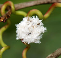 Trash Bug - Family Chrysopidae This is a lacewing larva! they predate upon other insects, especially aphids. They pierce their prey with their large mandibles and then suck out the liquefied contents. Lacewing larvae have hairy backs, which comes in handy because they stick the carcasses of their prey onto the hairs on their backs, thus creating a sort of macabre camouflage.<br />
<br />
https://vimeo.com/438984415<br />
<br />
Habitat: In vegetation, pondside<br />
https://www.jungledragon.com/image/98004/trash_bug_-_family_chrysopidae.html<br />
https://www.jungledragon.com/image/98008/trash_bug_profile_-_family_chrysopidae.html<br />
https://www.jungledragon.com/image/98005/trash_bug_head_-_family_chrysopidae.html Geotagged,Summer,United States