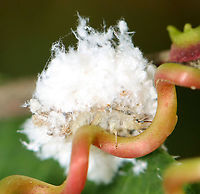 Trash Bug (Profile) - Family Chrysopidae This is a lacewing larva! they predate upon other insects, especially aphids. They pierce their prey with their large mandibles and then suck out the liquefied contents. Lacewing larvae have hairy backs, which comes in handy because they stick the carcasses of their prey onto the hairs on their backs, thus creating a sort of macabre camouflage.<br />
<br />
https://vimeo.com/438984415<br />
<br />
Habitat: In vegetation, pondside<br />
https://www.jungledragon.com/image/98004/trash_bug_-_family_chrysopidae.html<br />
https://www.jungledragon.com/image/98007/trash_bug_-_family_chrysopidae.html<br />
https://www.jungledragon.com/image/98005/trash_bug_head_-_family_chrysopidae.html Geotagged,Summer,United States
